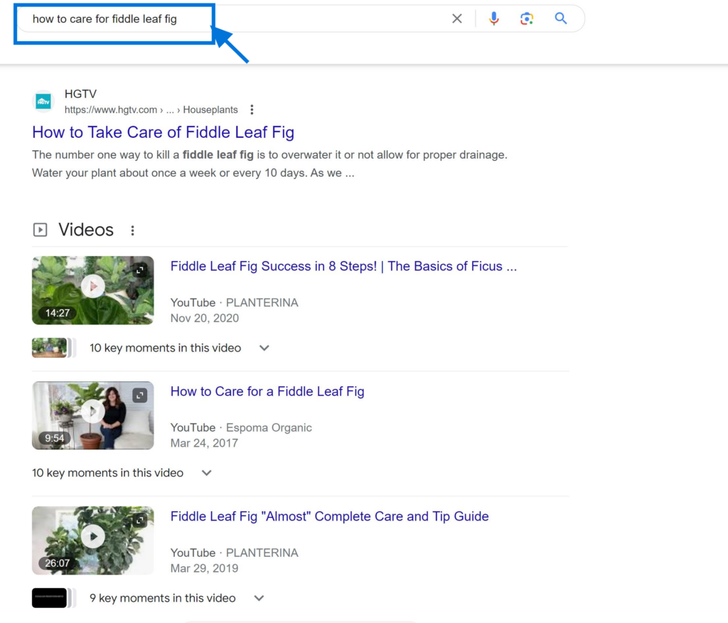 Commercial Search Intent Lead Searches Example "how to care for fiddle leaf fig"