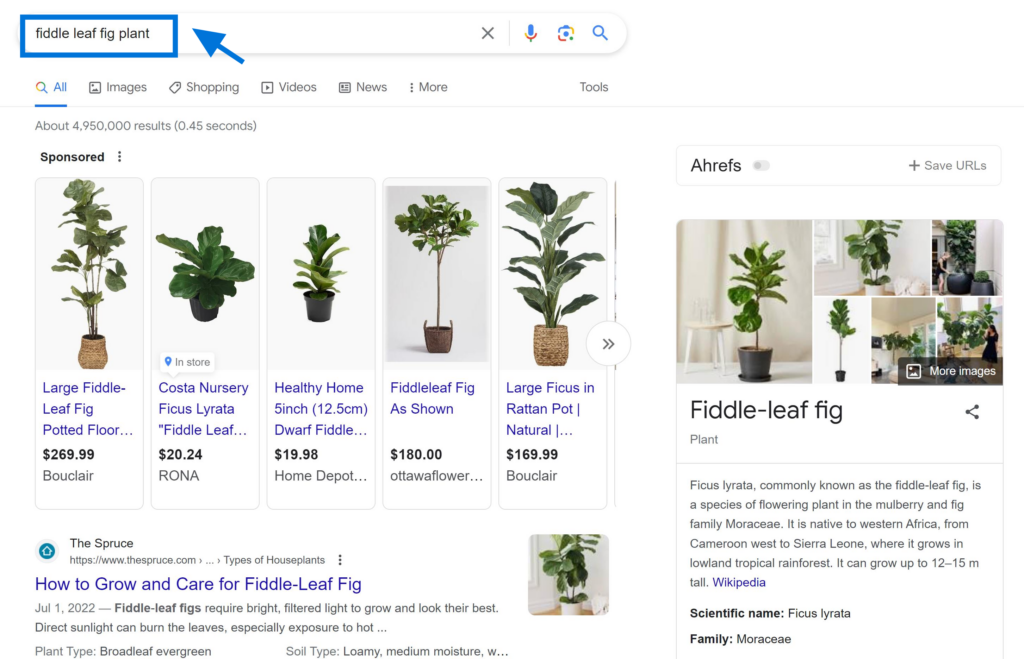 Commercial Search Intent Product Searches Example "fiddle leaf fig plant"